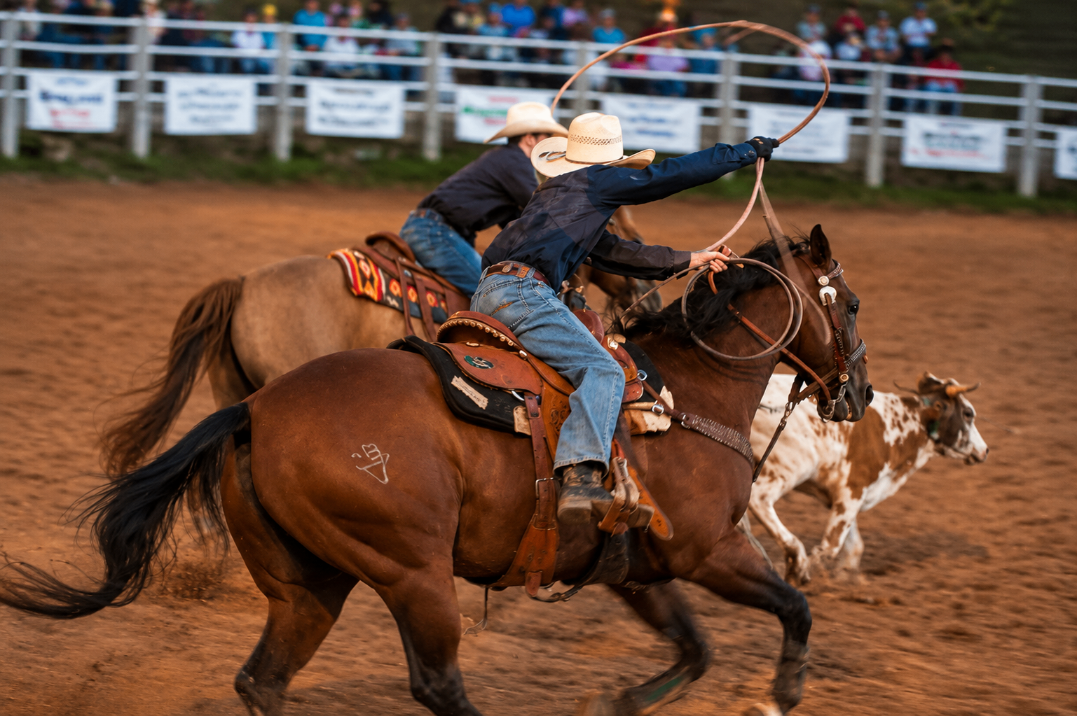 Cowboys roping a calf during a rodeo in Love Valley